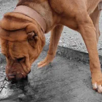 سگ نگهبان نژاد دار