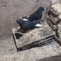 کبوتر دم سفید