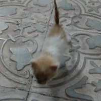 بچه گربه رایگان