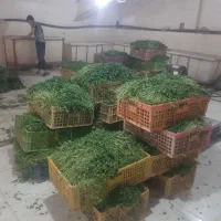 سبزی پاک شده