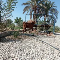 پازن درجه یک چاق|حیوانات مزرعه|کاکی, |دیوار