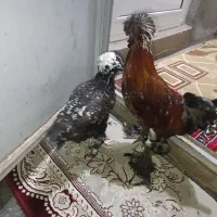 مرغ و خروس سلطان فول کیفیت