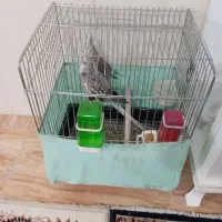 دو عدد عروس هلندی همراه قفس