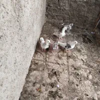 کبوتر|پرنده|تهران, آسمان|دیوار