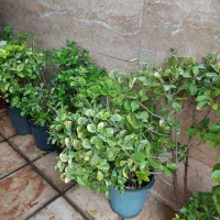 گیاه شمشاد ابلغ  و شمشاد سبز  و کاج بزرگ