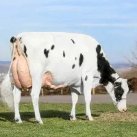 کارگر گاوداری