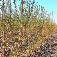 **مرکز نهال زنجان** فروش نهال درشت و زود بارده