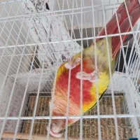 یک جفت گرینچیگ مولد و صحبتی|پرنده|کاشمر, |دیوار