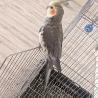 عروس هلندی جفت