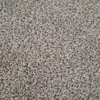 گندم بزری|عمدهفروشی|دهلران, |دیوار