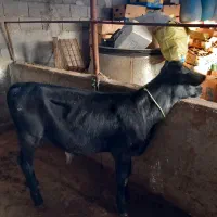 فروش دو راس گوساله نر وماده