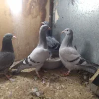 جوجه المانی|پرنده|مشهد, ایثار|دیوار