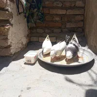 سه عدد کبوتر