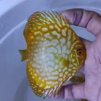 دیسکس گرید A|ماهی|مشهد, مشکینی (شهرک غرب)|دیوار