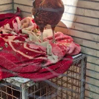 مرغ و خروس فروشی