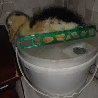 جوجه اردک زشت