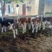 6عددگوساله سیمنتال نر