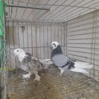 کفتر شازده وبادکنکی|پرنده|یزد, |دیوار