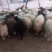 ۳۵راس بره نر درجه یک یک