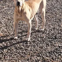 سگ سرابی ماده