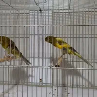 قناری رسمی بلند|پرنده|باغ بهادران, |دیوار