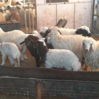 ۱۳ راس میش وبره