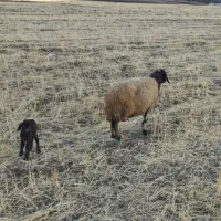 گله کامل فروش|حیوانات مزرعه|اسلام‌‌آباد غرب, |دیوار