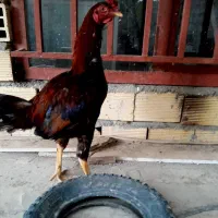 خروس لاری افغان جواب