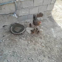 مرغ|حیوانات مزرعه|چرام, |دیوار