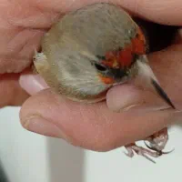 سهره کرمانی ماده|پرنده|صباشهر, |دیوار