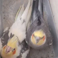 دو جفت عروس هلندی مولد اهلی