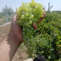 انگور-باغ-انگور-سند-تک-برگ