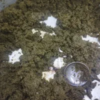 سبزی خورشتی وشوید تازه