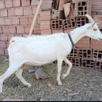 بز،کره سانن