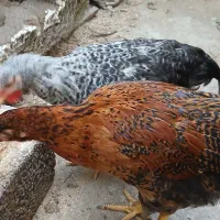 مرغ و خروس محلی