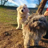 واگذاری دوعدد سگ شیتزو تربیت شده