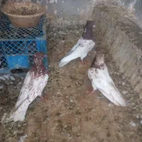 کفتر رنگی پرشی|پرنده|قم, انسجام|دیوار