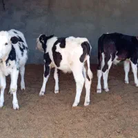 گوساله|حیوانات مزرعه|نیشابور, ریوند|دیوار