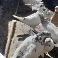 کبوتر|حیوانات|اراک, |دیوار