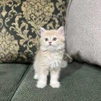 بچه گربه اصیل بریتیش