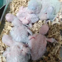 جوجه طوطی  راهب