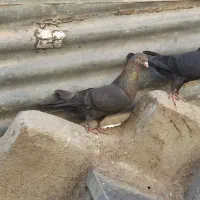 کفتر|پرنده|ایذه, |دیوار