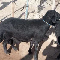 قوچ قره قزل|حیوانات مزرعه|زنجان, |دیوار