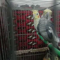 جفت عروس هلندی کارداده معاوضه