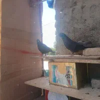 کبوتر|پرنده|اصفهان, قلعه جوم|دیوار