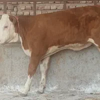 تهیه انواع گوساله های سیمینتال و هلشتاین دورگ محلی|حیوانات مزرعه|بندر ترکمن, |دیوار