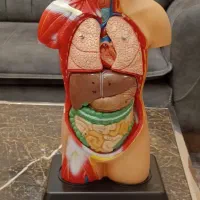 اناتومی بدن