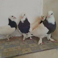 طوقی و دم سفید|پرنده|بیرجند, |دیوار
