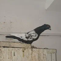 کبوتر رنگی