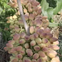 فروش  ویژه نهال پسته